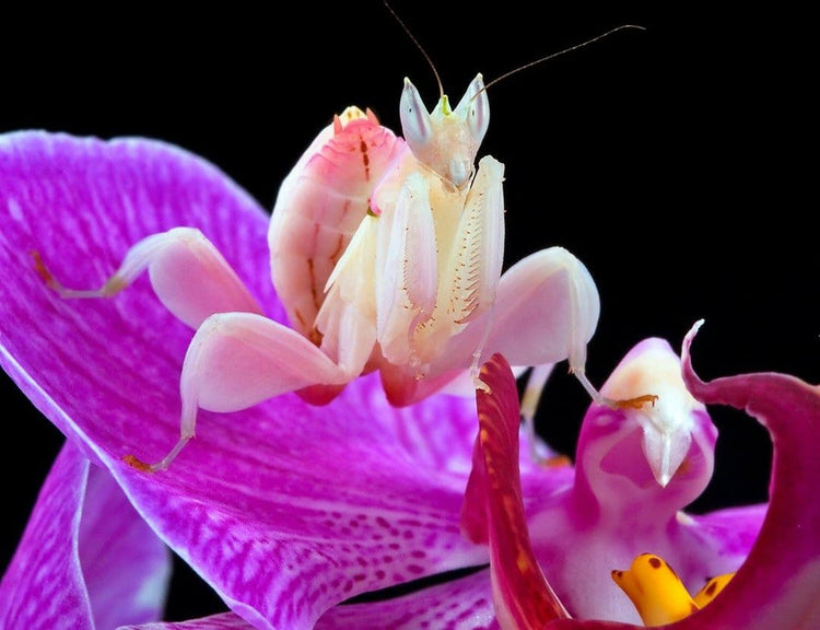 MANTIDI