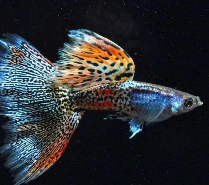 GUPPY SHOW