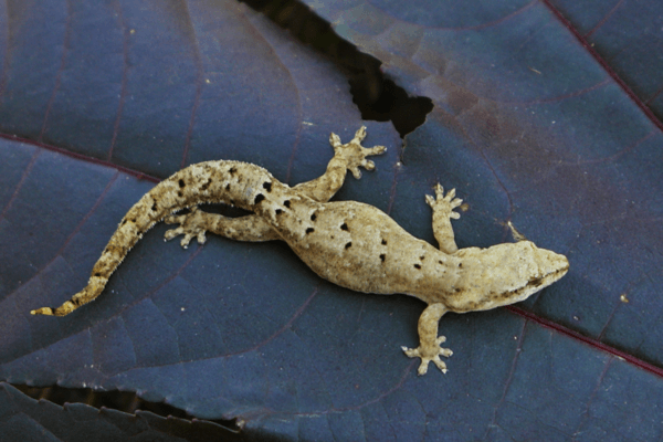 LUGUBRIS