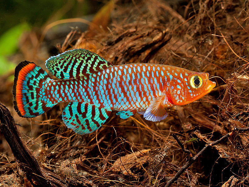 KILLIFISH