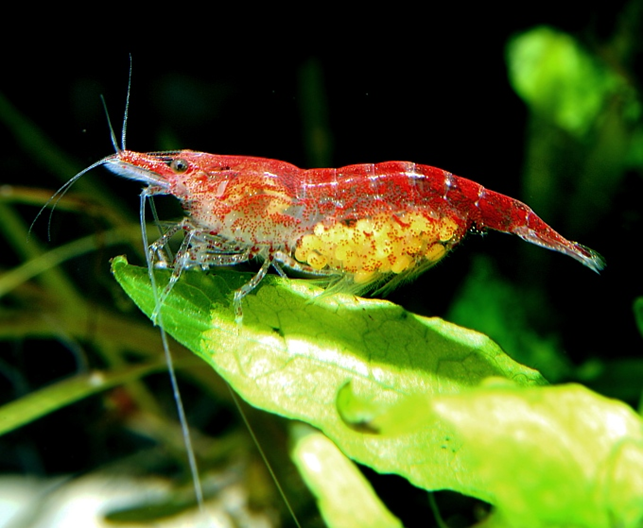 NEOCARIDINA