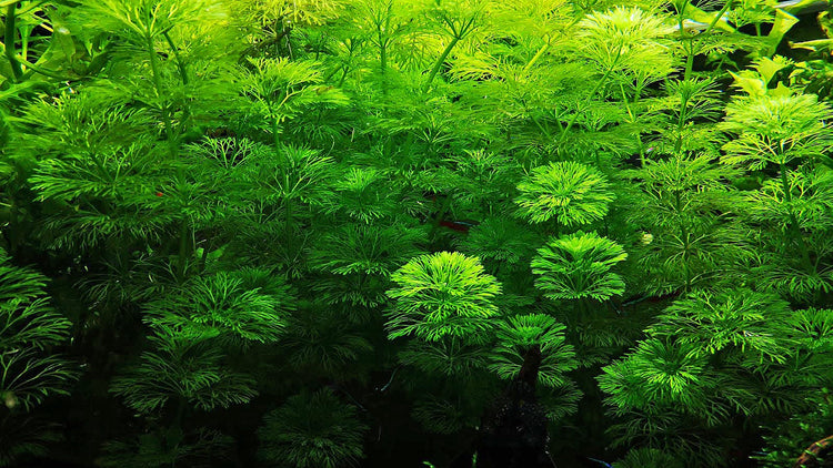 PIANTE ACQUATICHE