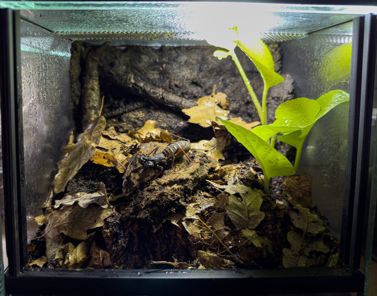 TERRARI ALLESTITI
