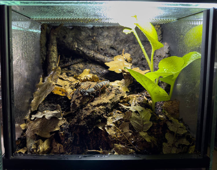 TERRARI ALLESTITI
