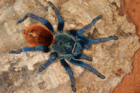 Chromatopelma cyaneopubescens 2/3fh