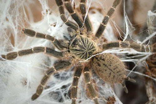 Pterinochilus murinus DCF “Kigoma” 1fh - su ordinazione