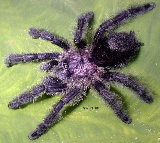 Avicularia purpurea 2/3fh - su ordinazione