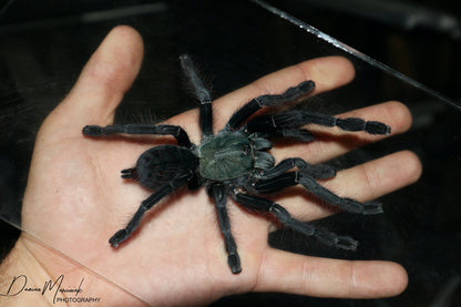 Cyriopagopus sp. Valhalla 1/2fh (RARITÁ) - su ordinazione