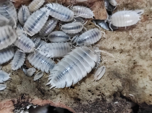 Porcellio laevis ''White'' (10 Esemplari) PRESTO DISPONIBILI