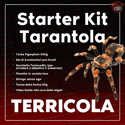 STARTER KIT TARANTOLA (IN ARRIVO)