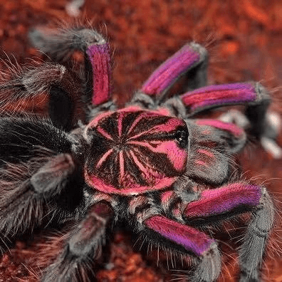 Pamphobeteus sp. ''Paisa''♂️ Maschio giovane - su ordinazione