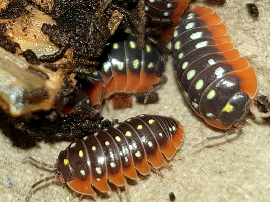 Armadillidium klugii "Montenegro" (12 Esemplari) PRESTO DISPONIBILI