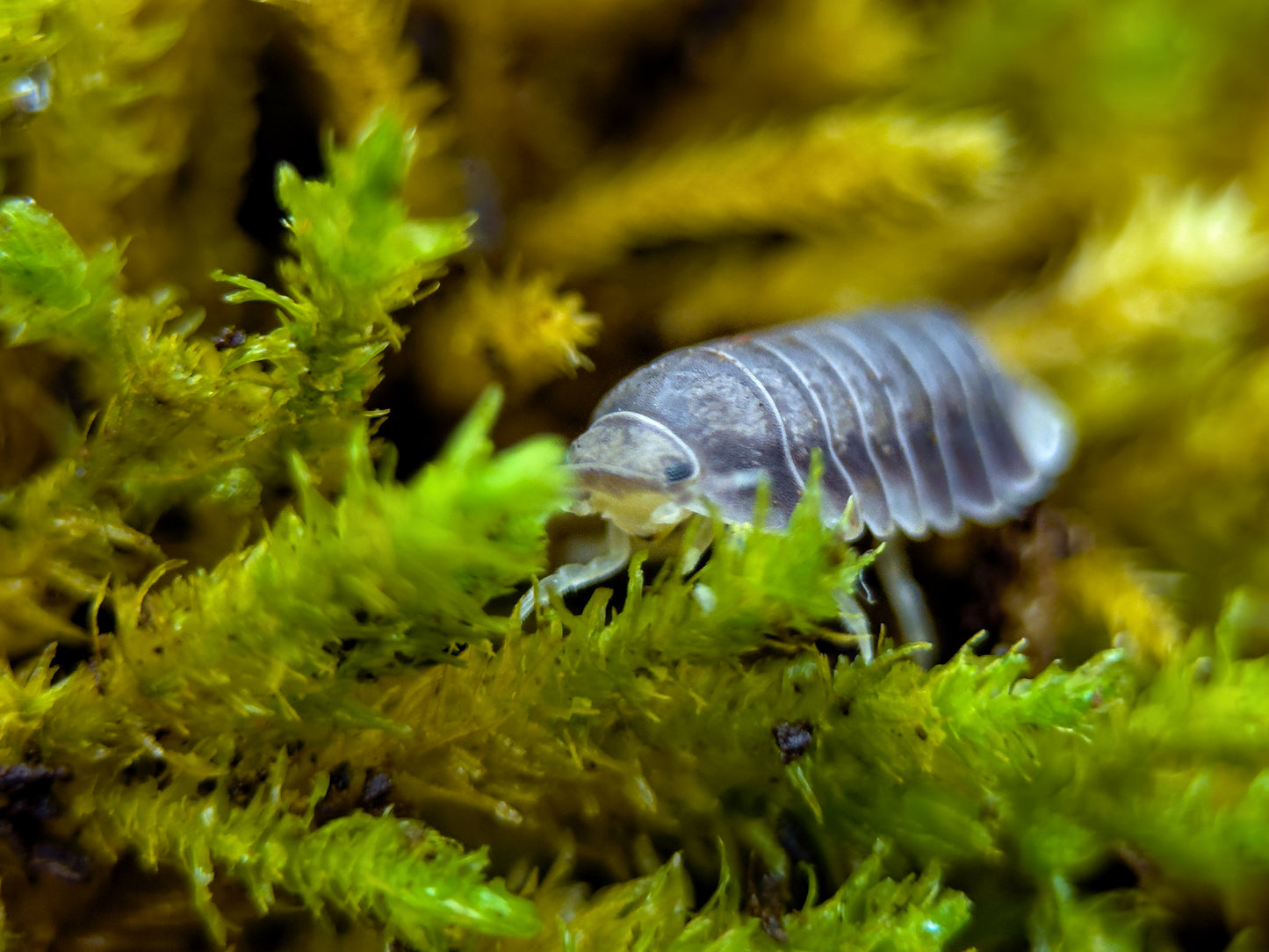 Cubaris sp. ''White Side'' (10 Esemplari) PRESTO DISPONIBILI