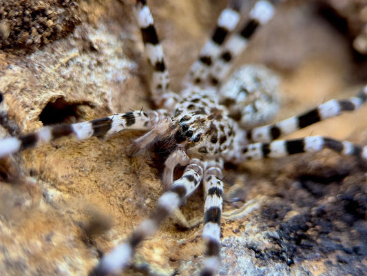 Viridasius sp. ''Sylvestrisform'' 3/4fh