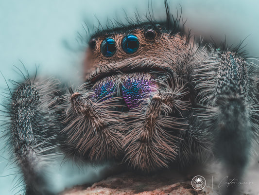 Phidippus regius ''Bahamas'' 1/2fh - IN ARRIVO