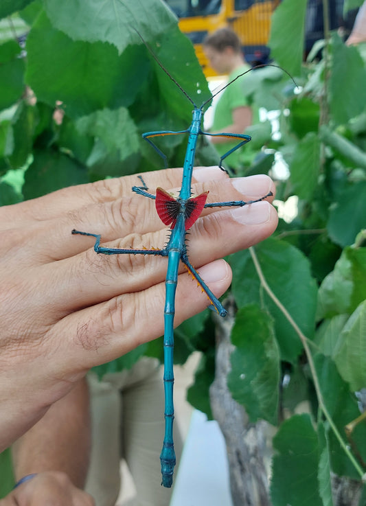Achrioptera manga L1/2 (RARITÁ)