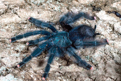 Avicularia geroldi 1fh - su ordinazione