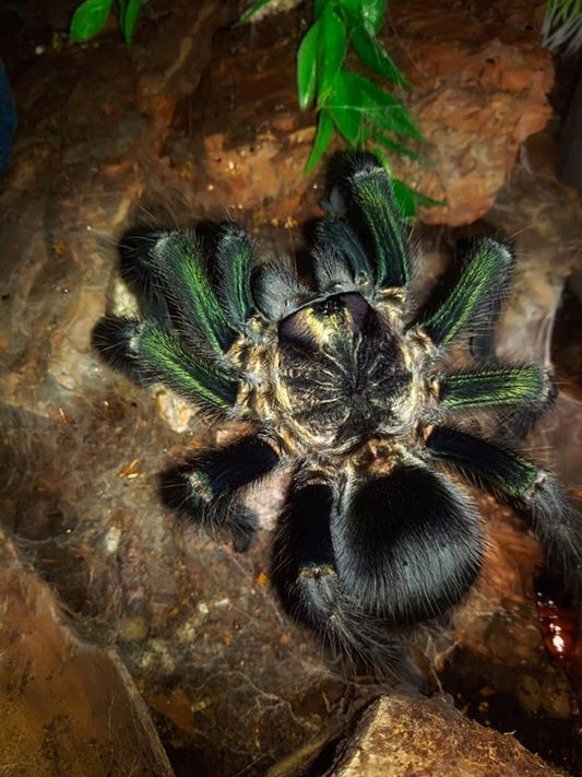 Phormictopus sp ''Green Gold Carapax'' 1fh - su ordinazione