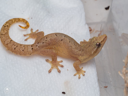 Lepidodactylus lugubris BABY 2025
