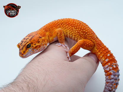 VENDUTO - Black Blood x Blood gg purple hed poss. het raptor - ♂️MASCHIO ADULTO PROVEN