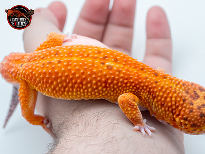 VENDUTO - Black Blood x Blood gg purple hed poss. het raptor - ♂️MASCHIO ADULTO PROVEN