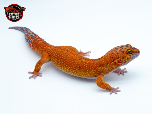 Black Blood x Blood gg purple hed poss. het raptor - ♂️MASCHIO ADULTO PROVEN