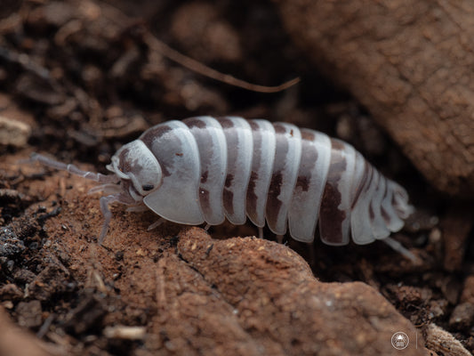 Armadillidium maculatum (12 Esemplari)