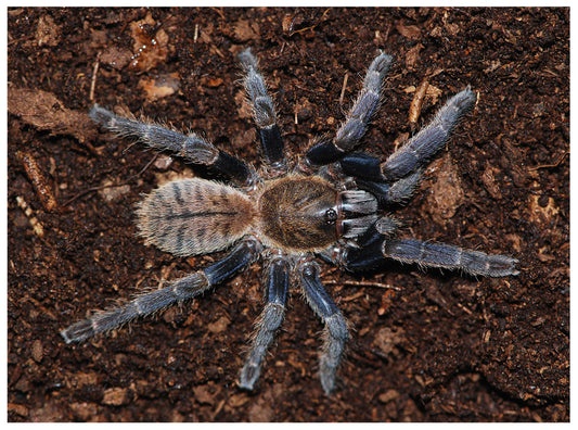 Ornithoctoninae sp ''Malthai'' 1fh (RARITÁ) - su ordinazione