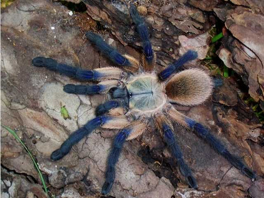 Monocentropus balfouri non sessato giovane 4/5cm ls
