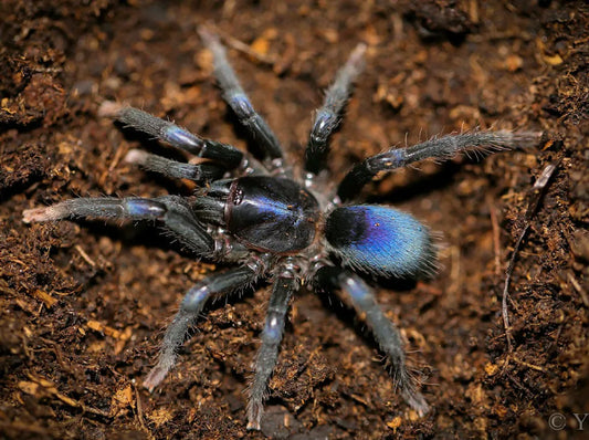 Sahydroaraneus raja 1fh (RARITÁ) - su ordinazione
