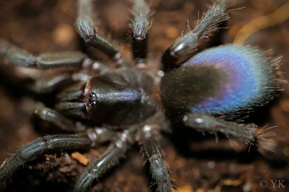 Sahydroaraneus raja 1fh (RARITÁ) - su ordinazione