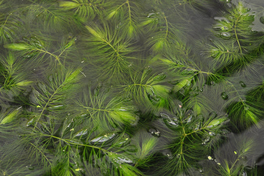 Ceratophyllum demersum