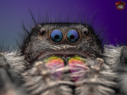 Phidippus regius ''Bahamas'' 1/2fh