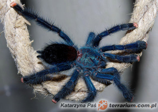 Avicularia geroldi 1fh - su ordinazione
