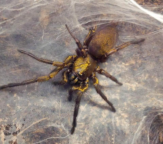 Fufius lanicius ''Gold'' 1fh (RARITÁ)