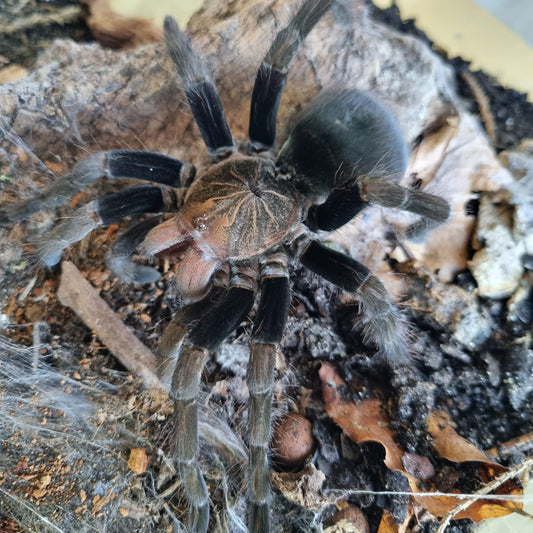 Pamphobeteus sp. ''Paisa''♀️ Femmina giovane (RARITÁ) - su ordinazione
