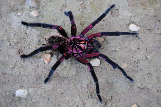 Xenesthis sp. ''Bright''♂️ Maschio 4cm BL - su ordinazione