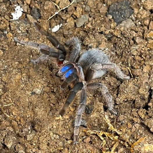 Aphonopelma crinirufum 1fh (RARITÁ) - su ordinazione