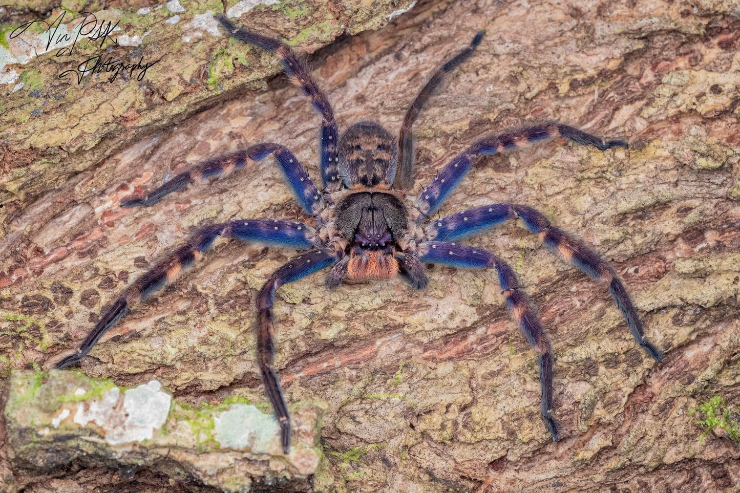 Heteropoda lunula 1/2fh - su ordinazione