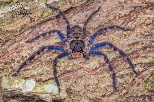Heteropoda lunula 1/2fh - su ordinazione
