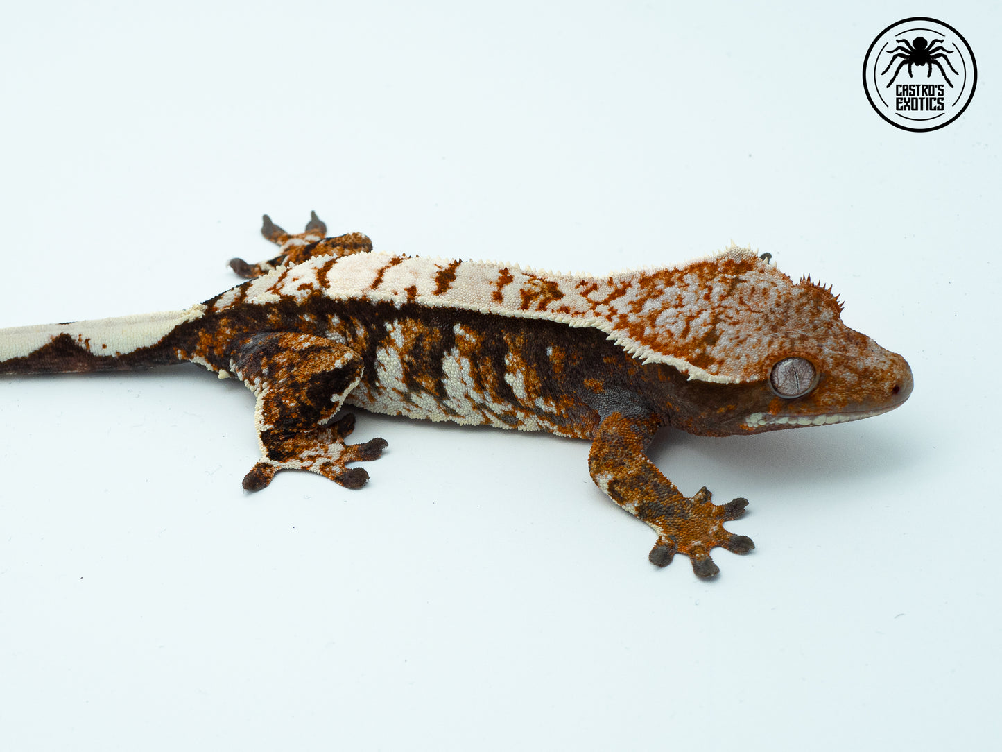 Tricolor extreme high white - FEMMINA PROVEN