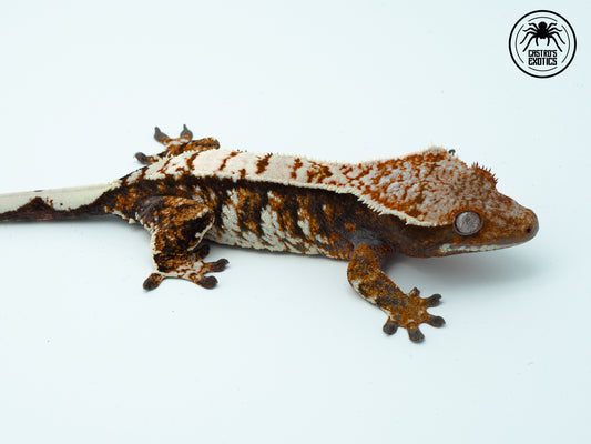 Tricolor extreme high white - FEMMINA PROVEN