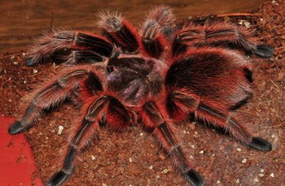 Grammostola rosea RED 1fh (RARITÁ) - su ordinazione