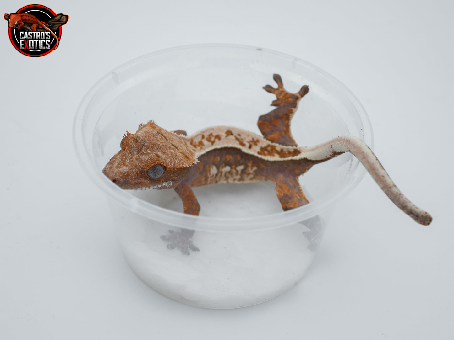 Tricolor full pinstripe (Trixie x Casper) 2024 *HOLDBACK QUALITY*