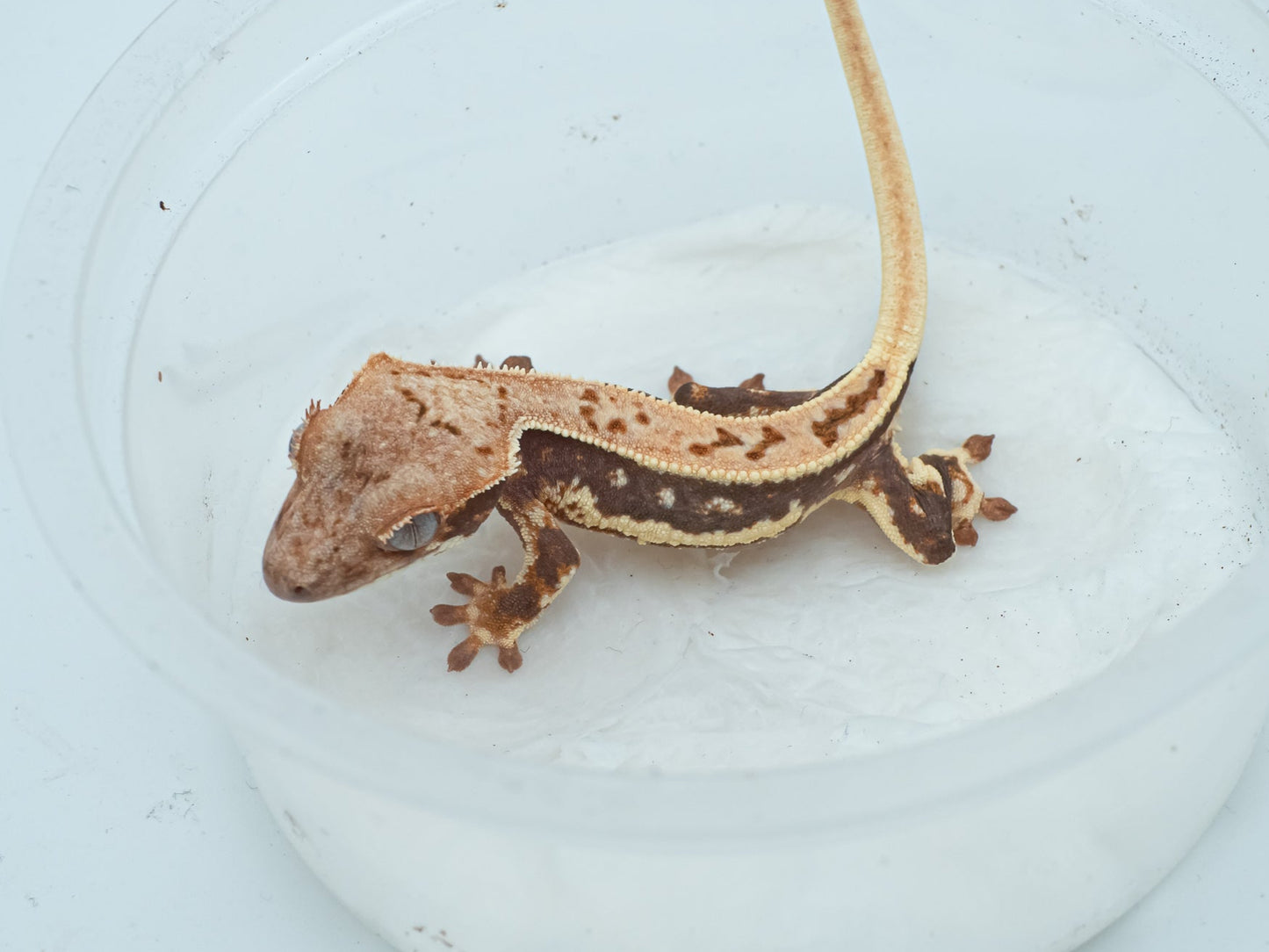 Lilly tangerine poss red (Trixie x Casper) 2025