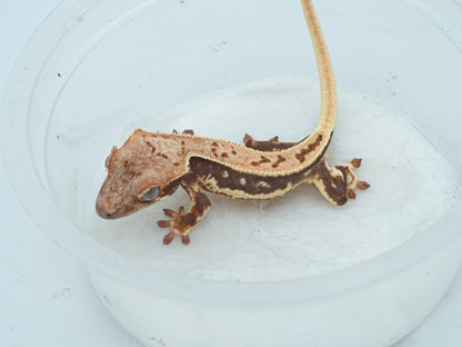 Lilly tangerine poss red (Trixie x Casper) 2025