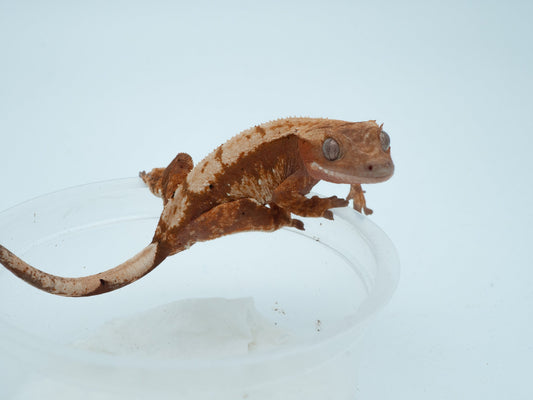 Red tricolor dalmatian (LXA06-24)