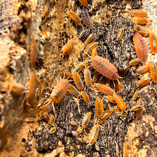 Porcellionides pruinosus ''Orange'' (15 Esemplari)