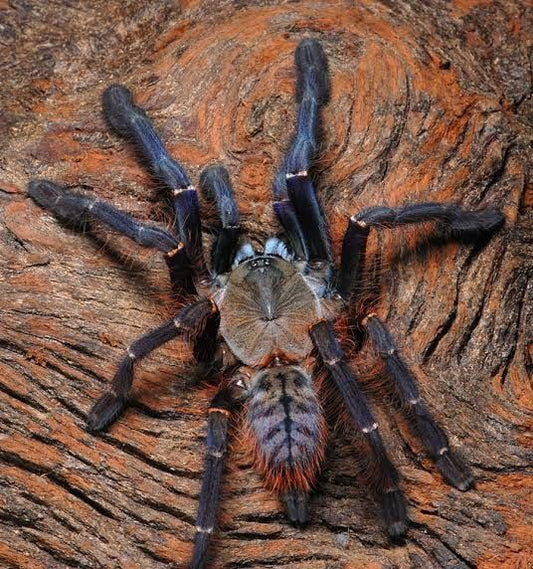 Phormingochilus sp ''Sabah Blue'' 2fh - su ordinazione