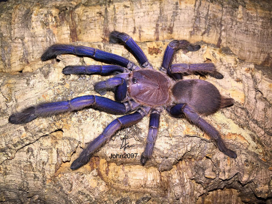 Chilobrachys sp. dyscolus ''Vietnam blue'' 1/2fh